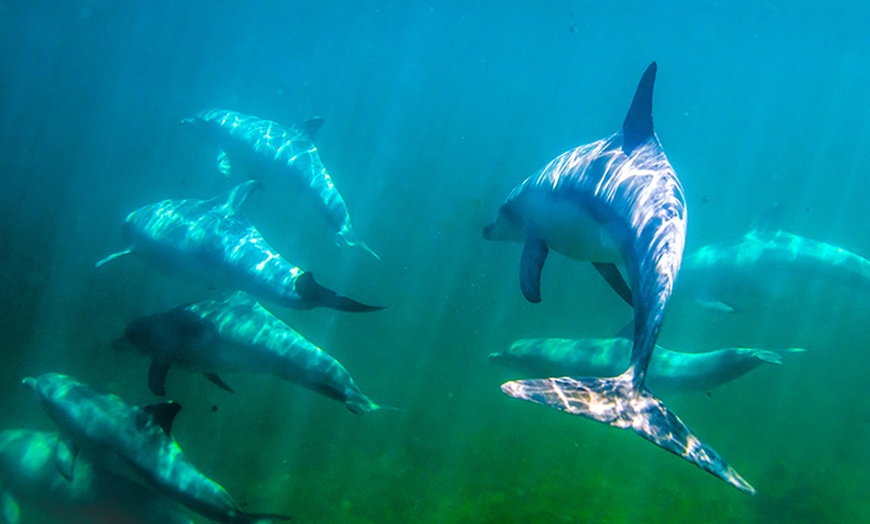 Image 9: 75-Minute or 2-Hour Kangaroo Island Coastal Safari Boat Tour