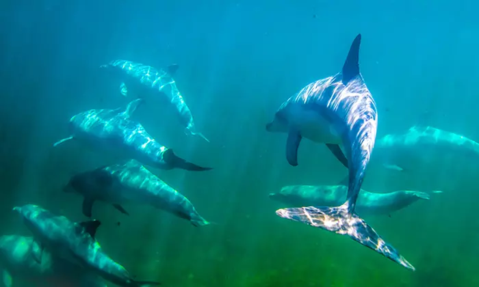 75-Minute or 2-Hour Kangaroo Island Coastal Safari Boat Tour