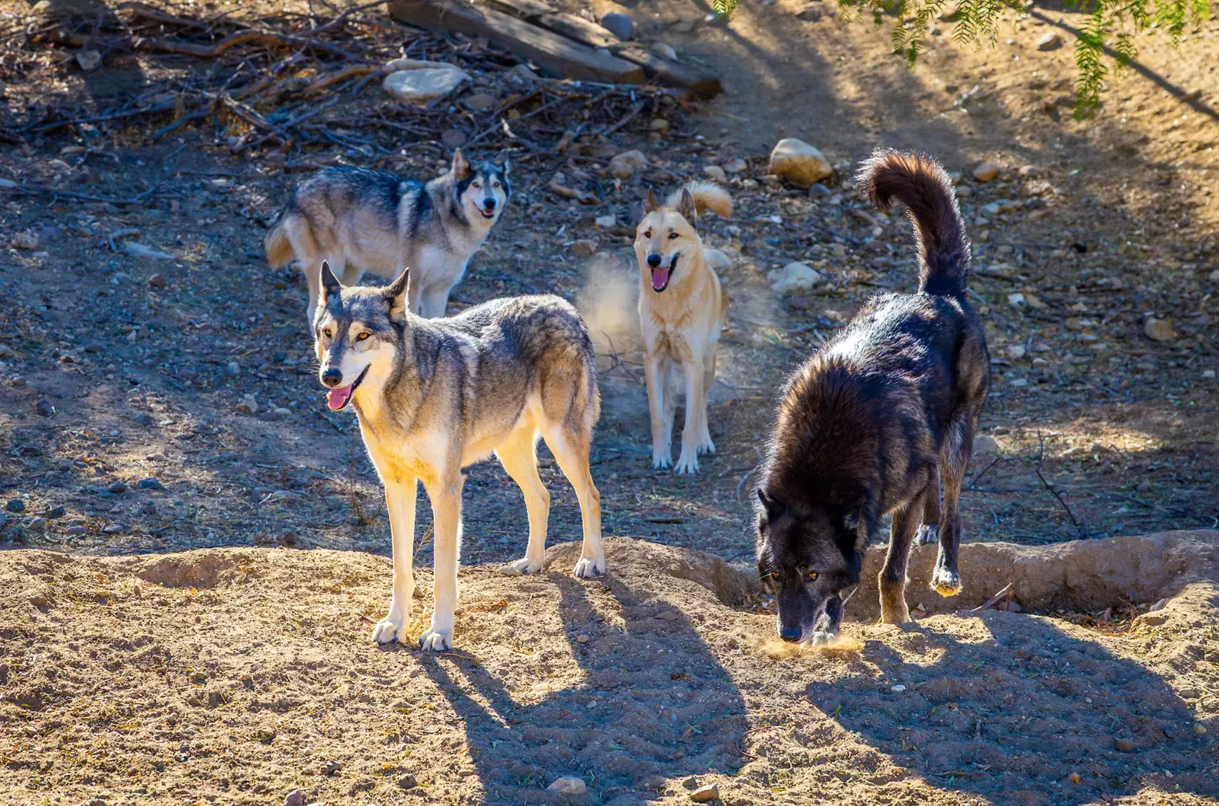 Animal Encounters, VIP Experiences, or Wildlife Educator for a Day!