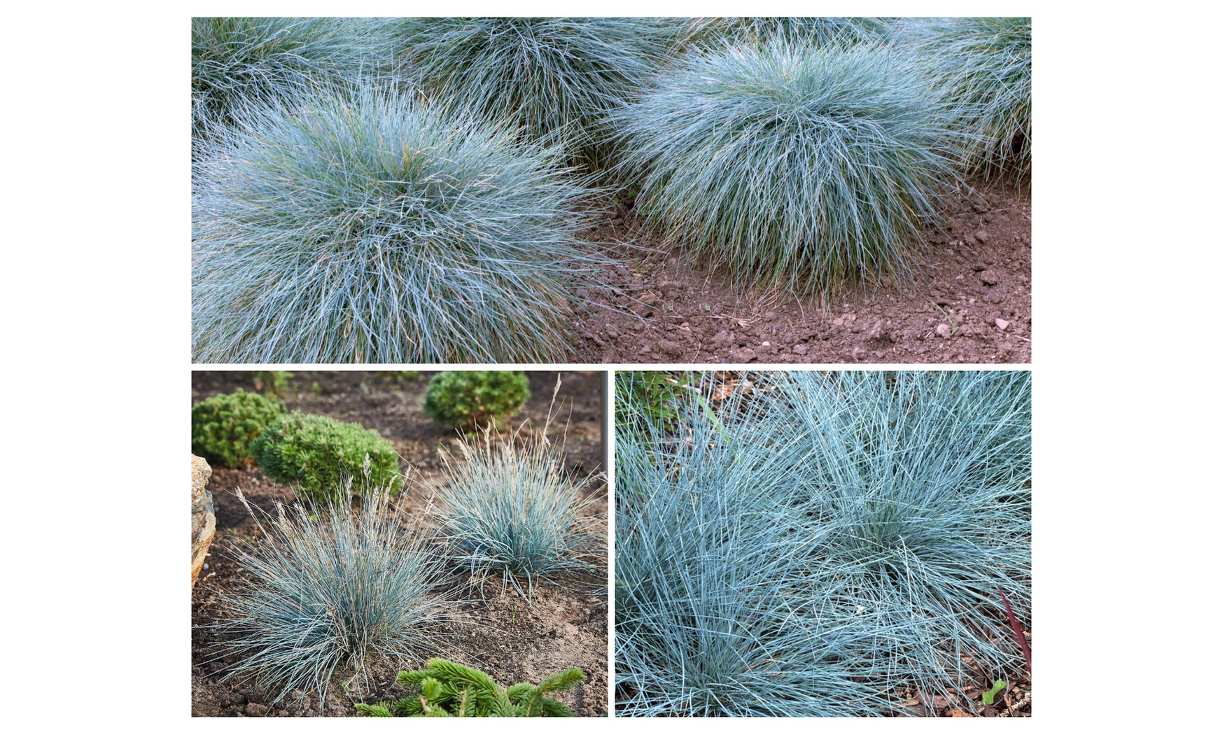 Set de 4 u 8 hierbas de tallo azul de Gardenzo