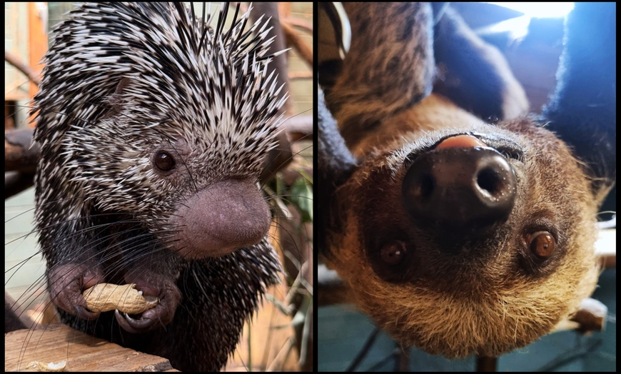 Image 11: Entry to Hemsley Conservation Centre + Capybara or Sloth Adoption Pack