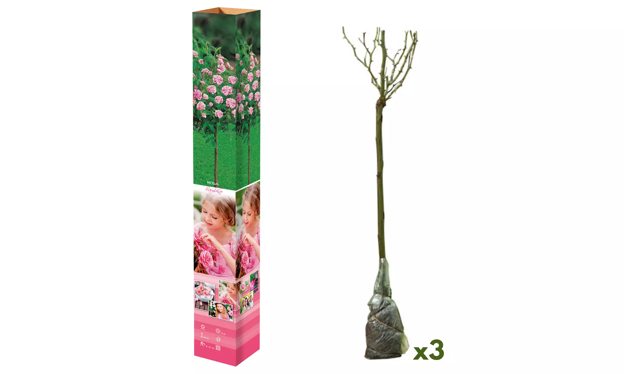 3er- oder 5er-Set Mini-Stammrosen