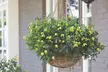 One, Two or Three Clematis Potted Plants - Second Medium