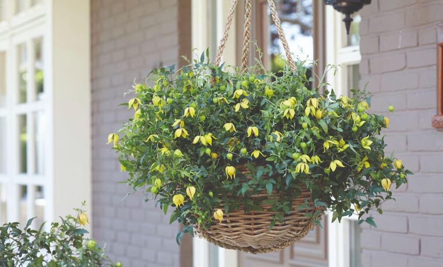 Image 5: One, Two or Three Clematis Potted Plants