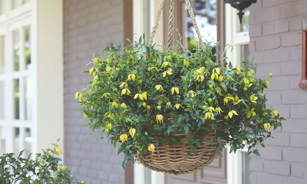 One, Two or Three Clematis Potted Plants
