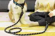 Dog Harness No Pull with Handle Reflective Vest Harness Dogs in Training - Second Medium