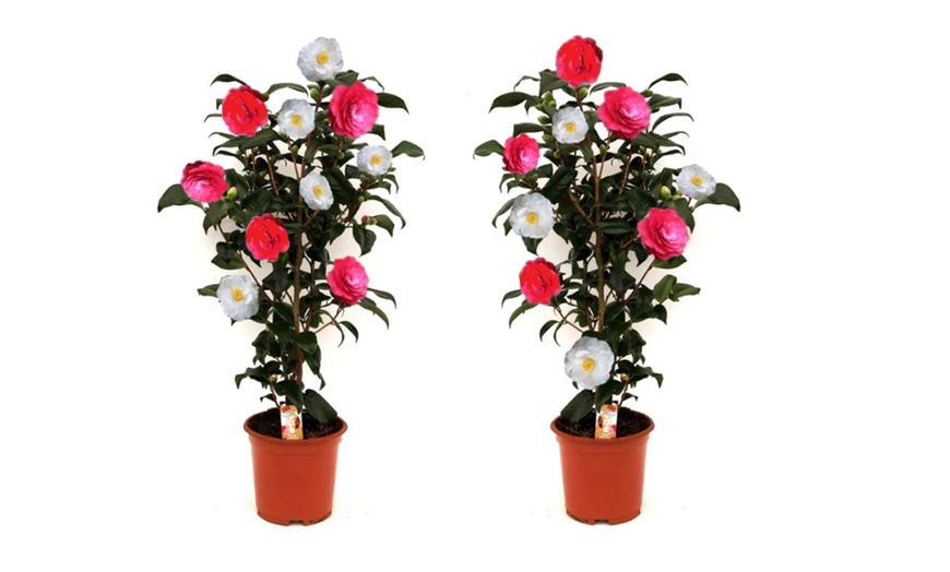 Image 7: 1 oder 2 japanische Rosen-Sträucher "Camellia japonica" XL