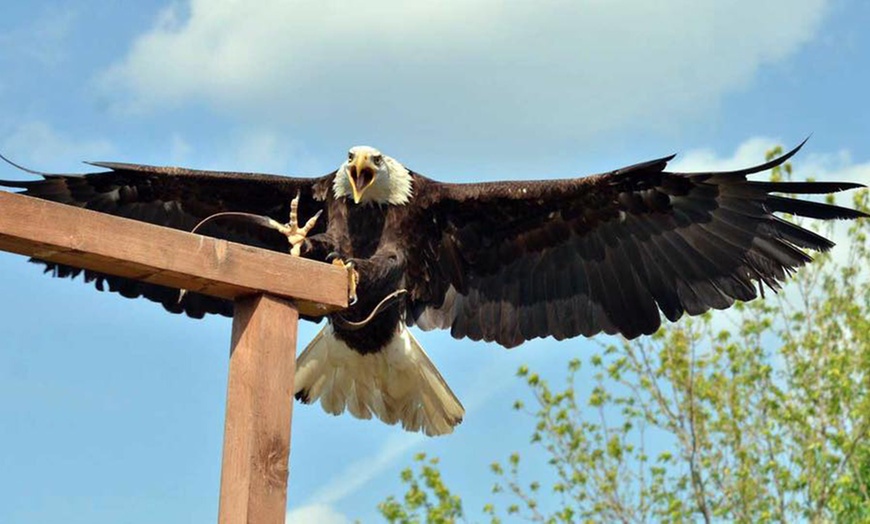 Image 3: Visita più dimostrazione di falconeria