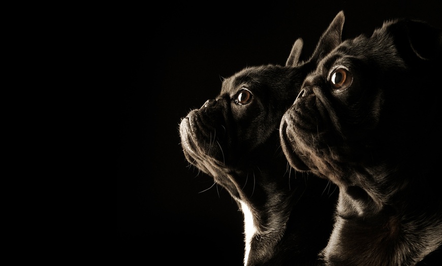 Image 5: Family Portrait, Pet Photography, or Couples Photoshoot Experience