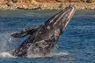 Enjoy Scenic Whale And Dolphin Watching or Harbor Tours in Long Beach or San Pedro: Harbor Breeze (Up to 50% Off) - Second Medium