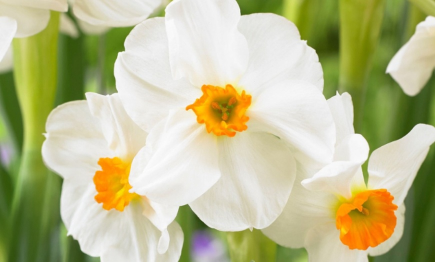 Image 2: 25x Blumenzwiebel-Mischung „Color your garden“