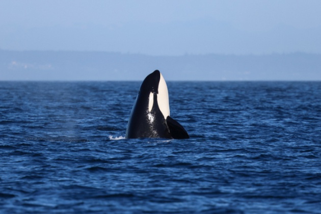 3-3.5 Hour Guaranteed Whale Watch Tour with Island Adventures