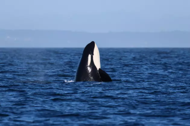 3-3.5 Hour Guaranteed Whale Watch Tour with Island Adventures
