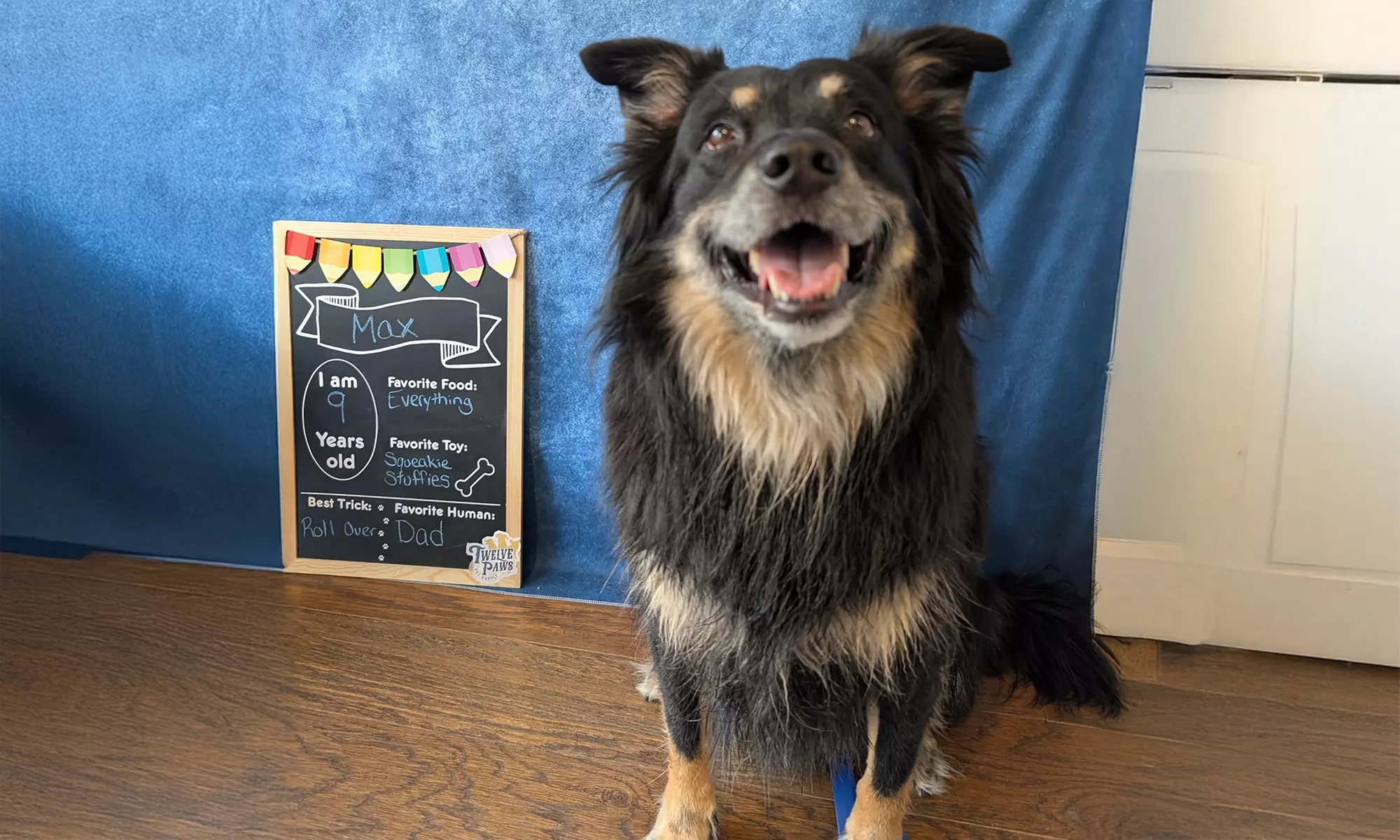 Engage Your Pup with Games and Lessons