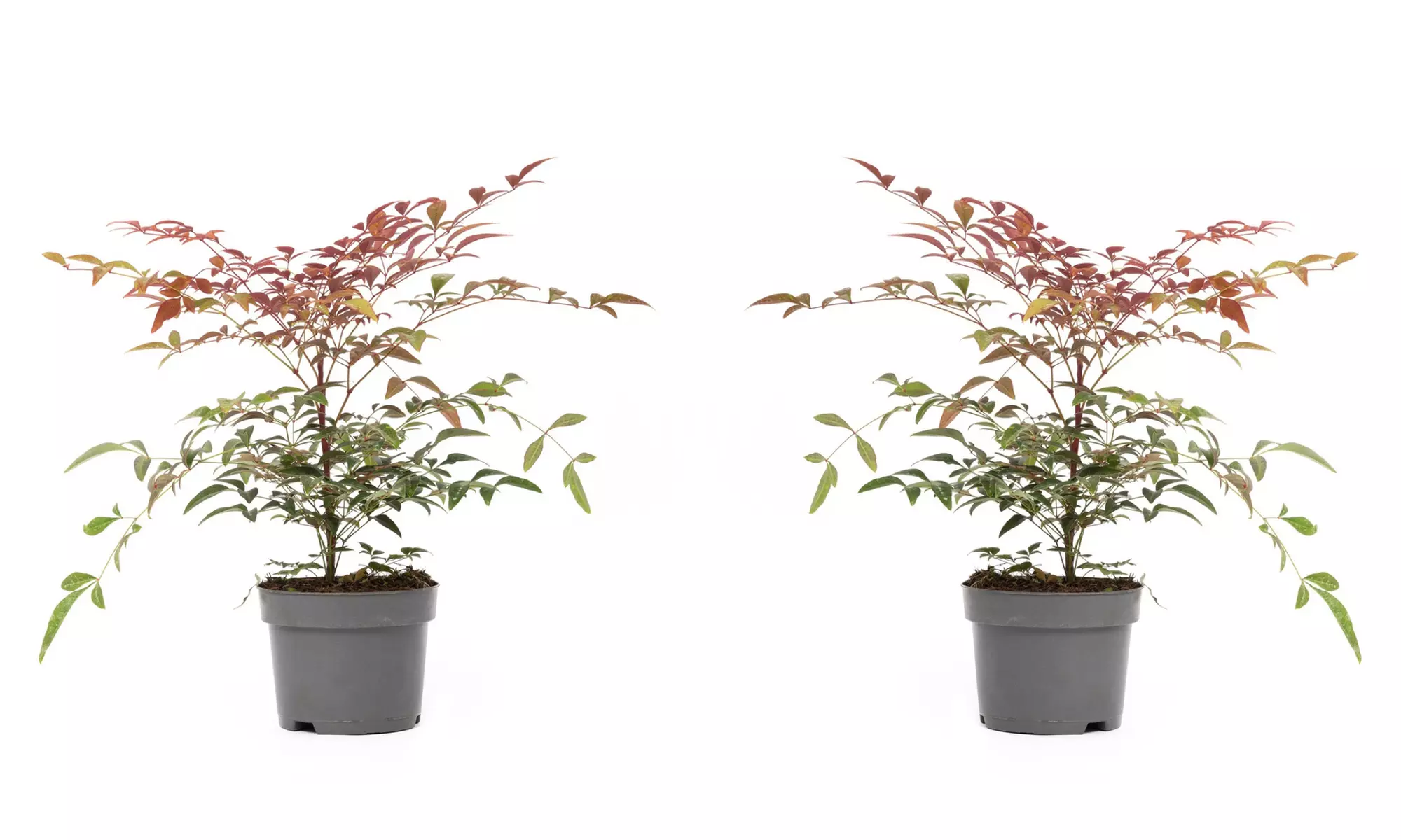 1 ou 2 plants de Nandina Domestica Obsessed (Bambou céleste), 30-40 cm - Second Medium