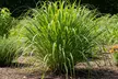 Ornamental Grass Plants - Quart, 1 or 3 Gallon Sizes | Hardy, Low-Maintenance & Year-Round Outdoor Beauty, Free Shipping (Up to 15% Off) - Second Medium