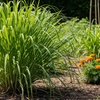 Image 4: Ornamental Grass in Quart, 1 Gallon, and 3 Gallon Sizes - Multiple Varieties with Free Shipping (Up to 24% Off)