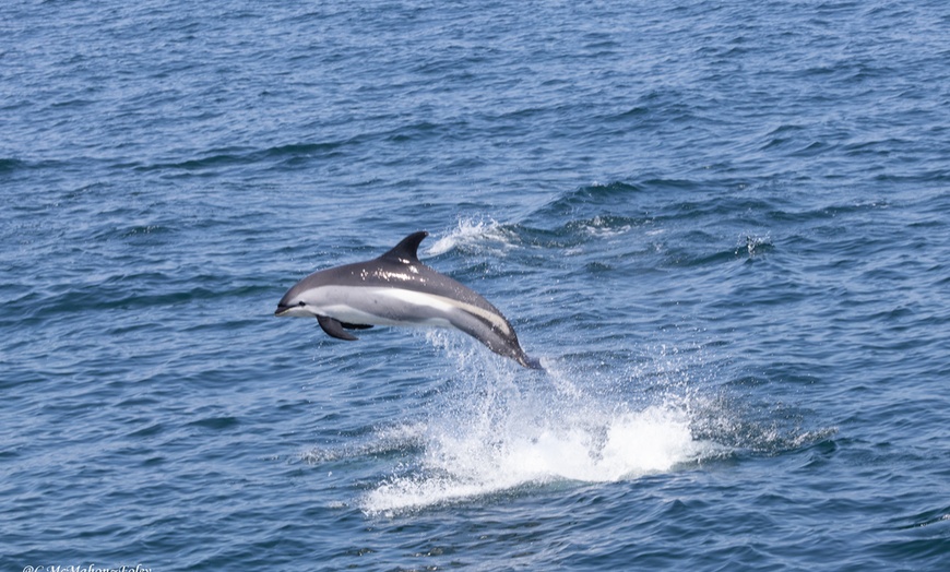Image 16: Whale Watching Tour | Guaranteed Sightings | Cape Ann 