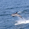 Image 16: Whale Watching Tour | Guaranteed Sightings | Cape Ann 