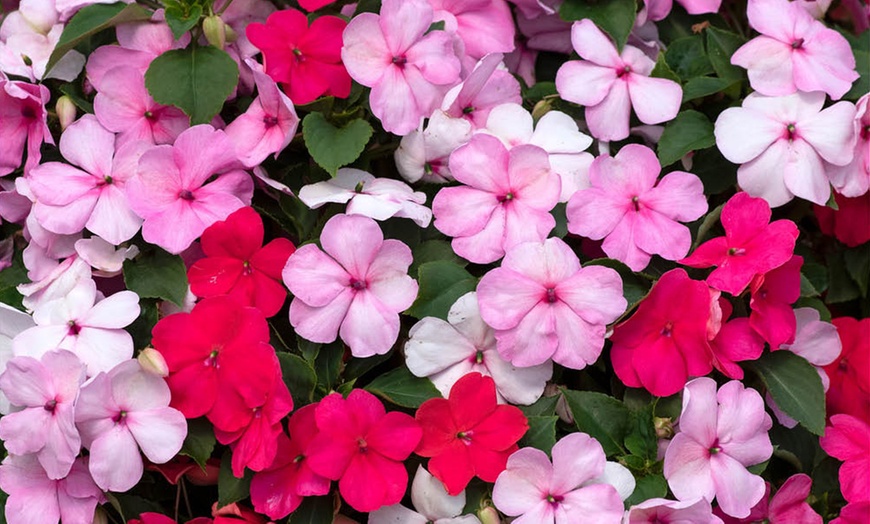 Image 2: Busy Lizzie 'Beacon Raspberry Sundae' Garden-Ready Plants