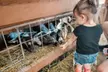 Charmingfare Zoo Pumpkin Festival & Children's Trick or Treat Admission for One, Two, Three, or Four - Second Medium