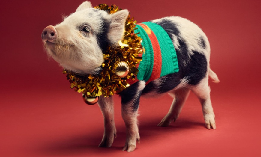 Image 3: 2-Hour Piggy Pet & Play Experience for a Child, Adult, or Family of 4