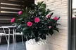 1 o 2 rosas japonesas Camellia Japonica Dr. King - Second Medium