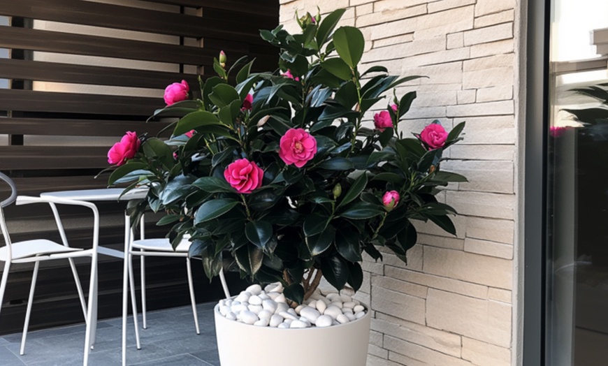 Image 3: 1 o 2 rosas japonesas 