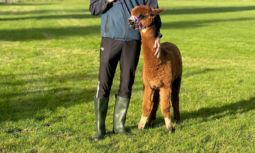 Image 4: Unleash Your Inner Adventurer with Alpacas Tour — Now Up to 25% Off 