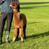 Image 4: Unleash Your Inner Adventurer with Alpacas Tour — Now Up to 25% Off 