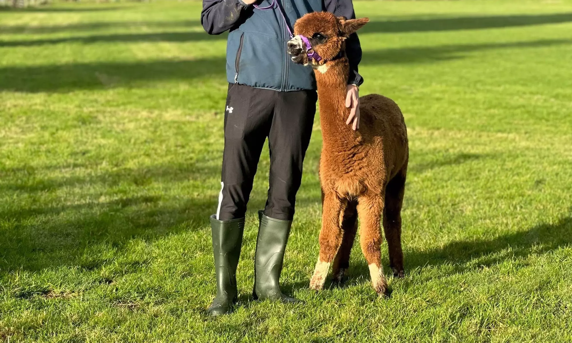 Unleash Your Inner Adventurer with Alpacas Tour — Now Up to 25% Off