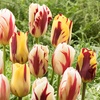 Image 2: 30 o 60 bulbi di tulipani Flaming Beauty Mix