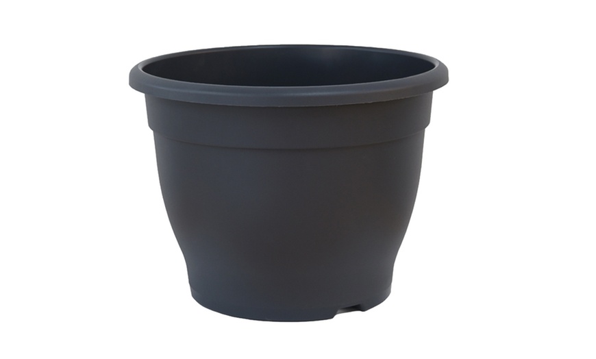 Image 10: Exotic Bird of Paradise Plants + Optional Grey Patio Planter