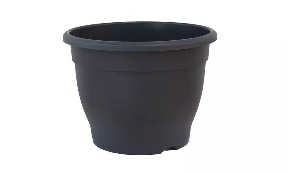 Exotic Bird of Paradise Plants + Optional Grey Patio Planter