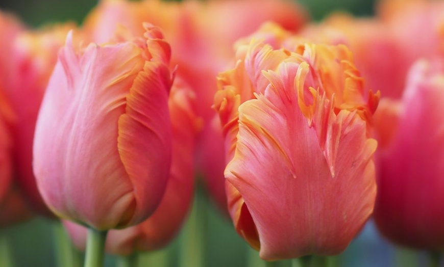 Image 5: Mixed Spring Flowering Tulip Bulb Collections