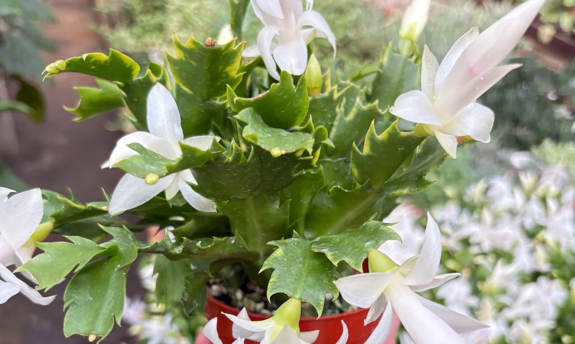 4" and 6" Christmas Cactus in Red and White with Free Shipping - Indoor and Outdoor Christmas Plants (Up to 10% Off) - Second Medium