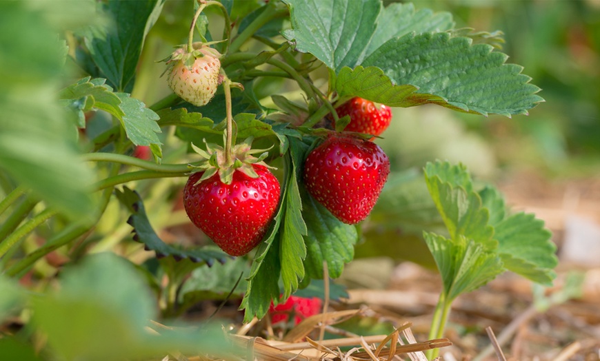 Image 4: 6, 12 or 24 Strawberry Plants