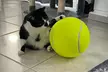 Zummy Pets Giant Jumbo Tennis Ball (Pump Included) - Second Medium