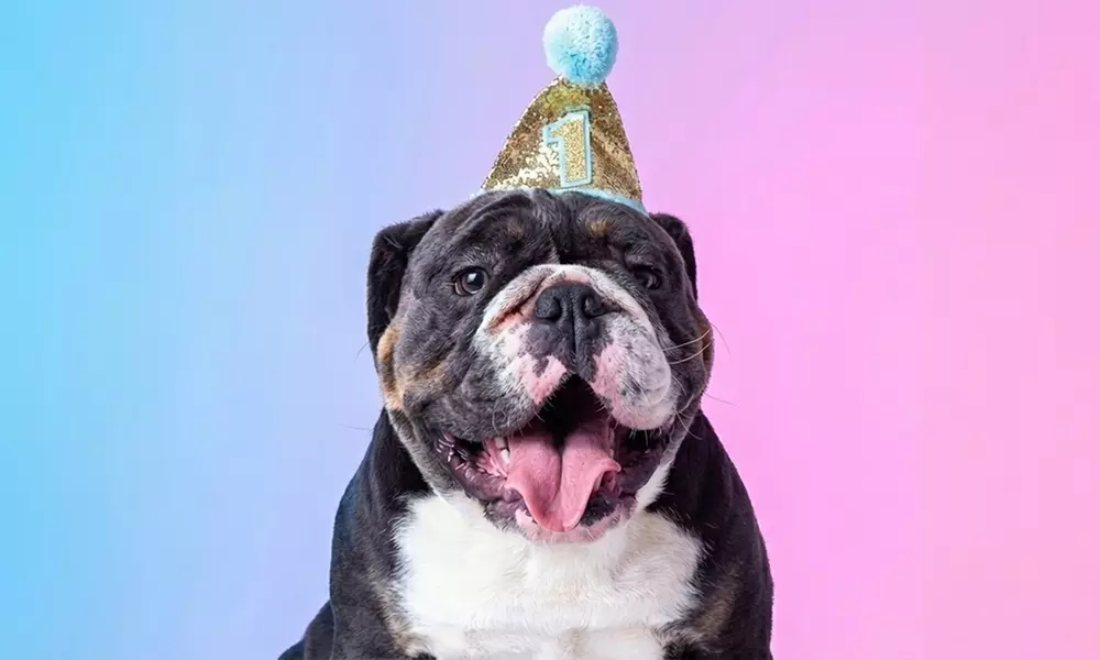 Professional Pet Photoshoot & Fine Art Print to Cherish Your Bond