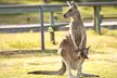 Discover Kansas City’s best with GetOutPass—explore Silver Dollar City, Wild Animal Safari & more (Save up to 33%) - Second Medium