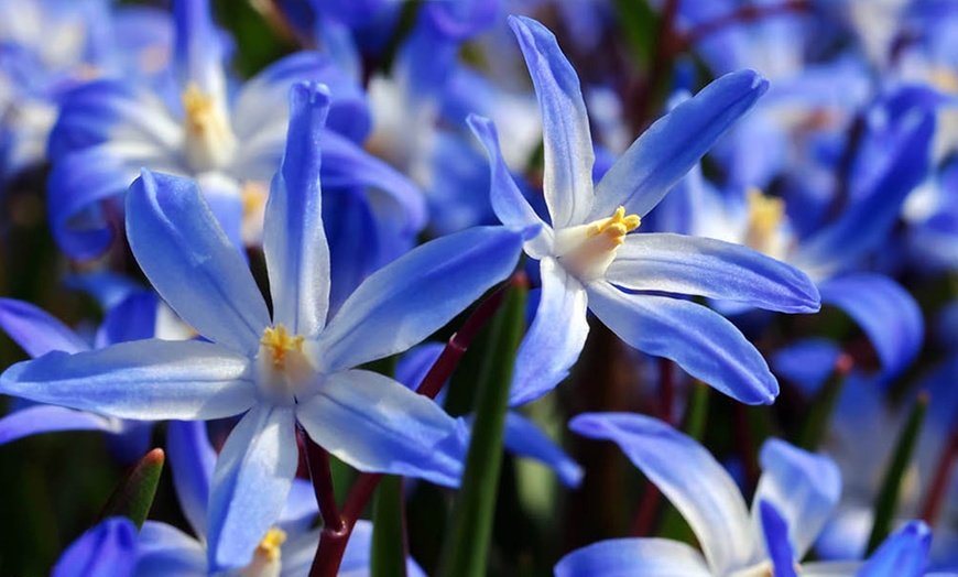 Image 2: Chionodoxa Lucilaea 'Glory of the Snow' Spring Flowering Bulbs
