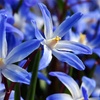 Image 2: Chionodoxa Lucilaea 'Glory of the Snow' Spring Flowering Bulbs
