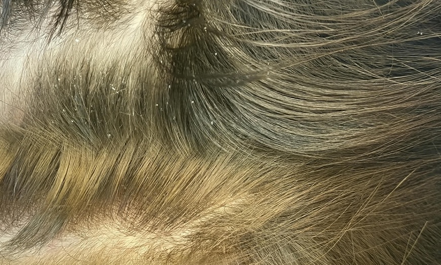 Image 3: Brazilian Blowout, Split-End + Cut, or Acai Mask & Scalp Session