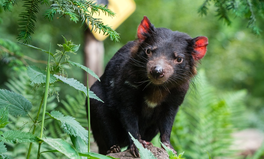Image 13: Einzigartig wild: Tageskarten für den Zoo Duisburg