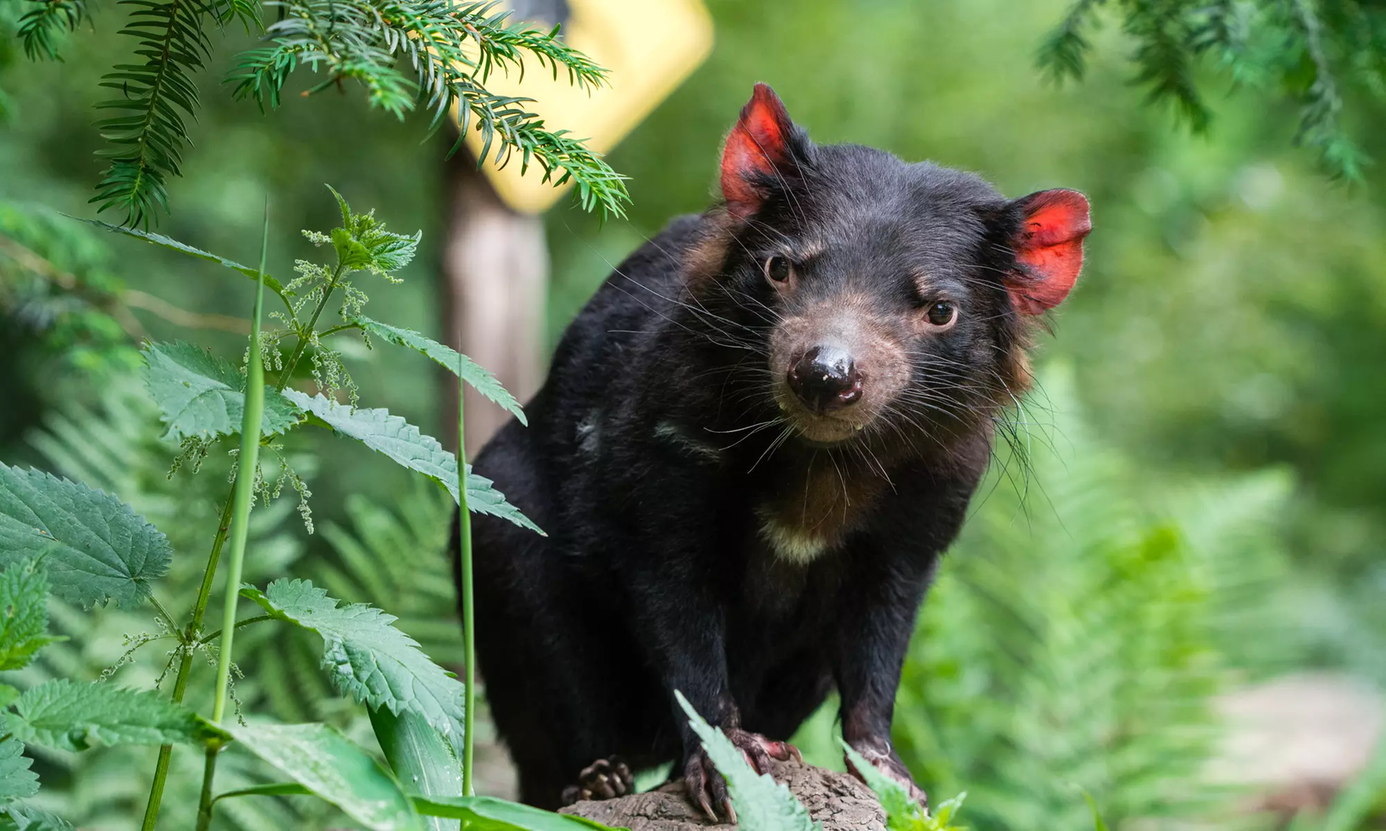 Einzigartig wild: Tageskarten für den Zoo Duisburg