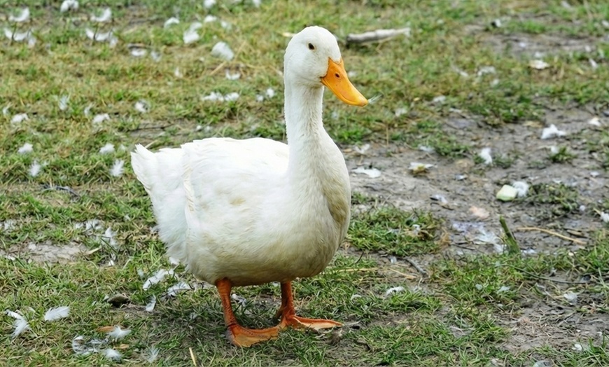 Image 5: Family Farm Experiences with Animal Encounters in San Antonio