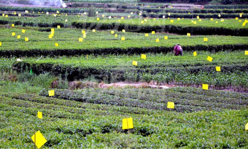 Image 3: Dual-Sided Yellow Sticky Traps