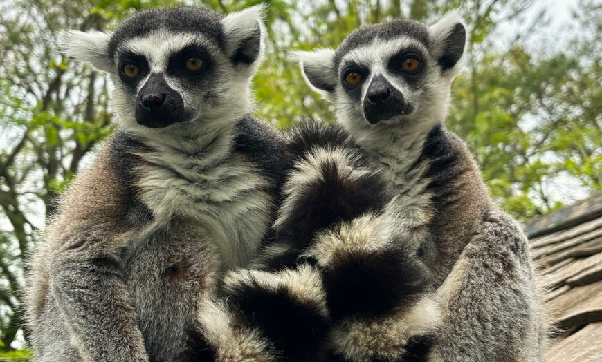 Image 19: African Safari Wildlife Park: Drive & Walk-Thru Safari w/ 400+ Animals