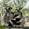 Image 19: African Safari Wildlife Park: Drive & Walk-Thru Safari w/ 400+ Animals