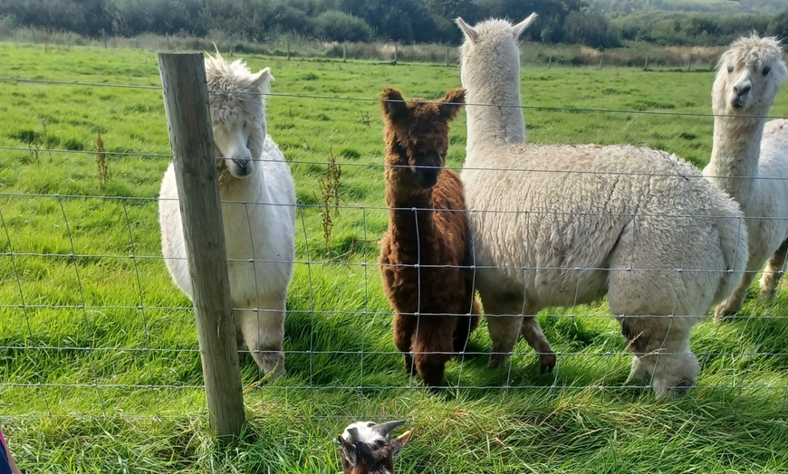 Image 7: Up to 51% Off on Llama Trekking Tour / Activity at Alpaca walkies